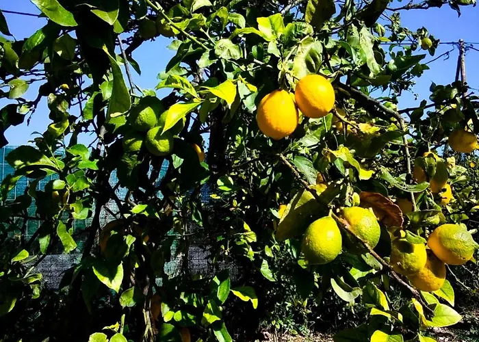 Anesis Terra Luxury * Cós